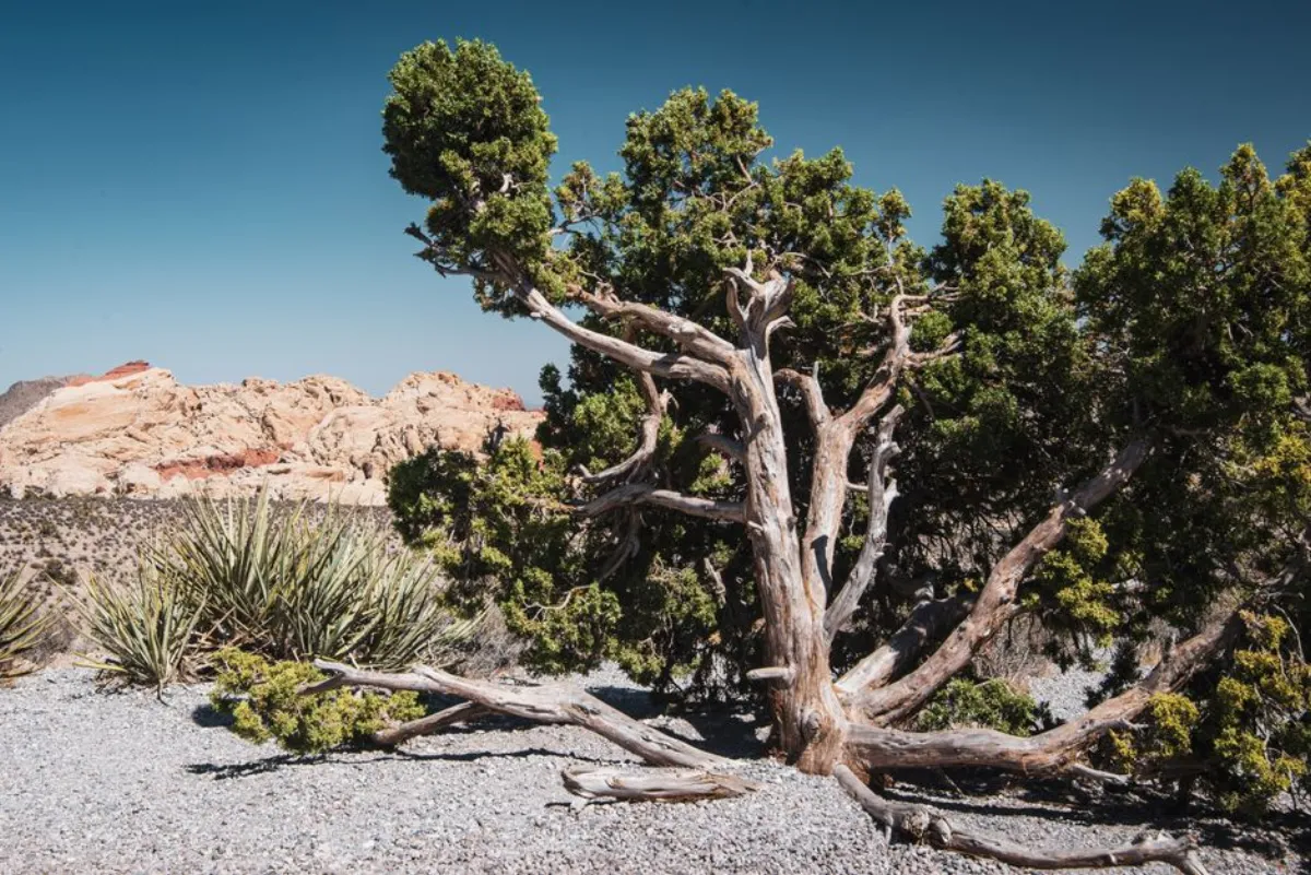 juniper tree